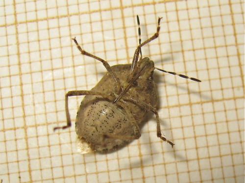 Dolycoris baccarum
