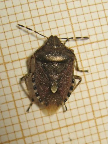 Dolycoris baccarum