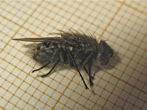 Pollenia sp.