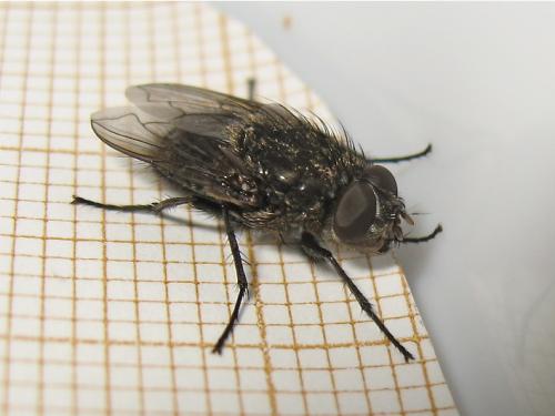 Pollenia sp.