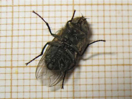 Pollenia sp.