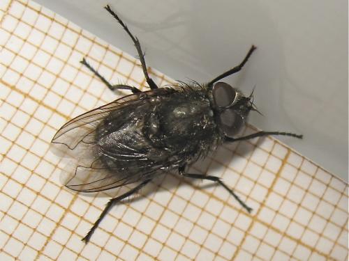 Pollenia sp.