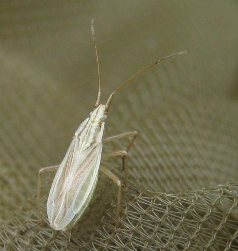 Acetropis gimmerthalii