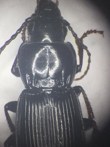 Pterostichus melas italicus