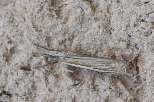 Réf. 156 721 : Crambus pascuella