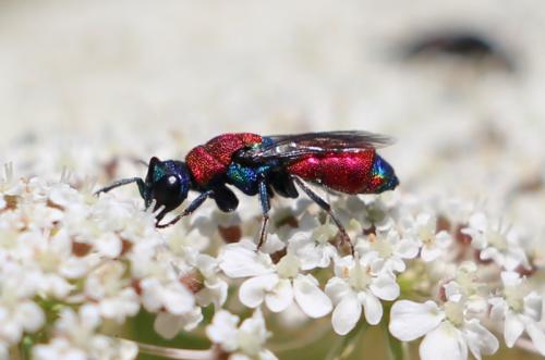 Chrysis chrysostigma