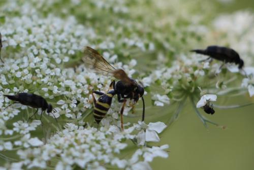 Gorytes sp.