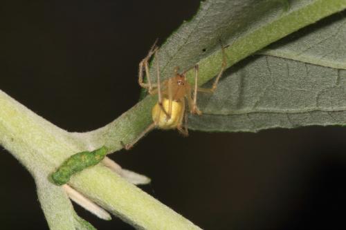 Enoplognatha sp.
