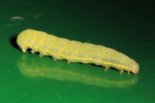 Réf. 156 510 : Lacanobia oleracea