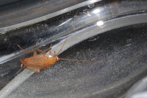 Ectobius sp.