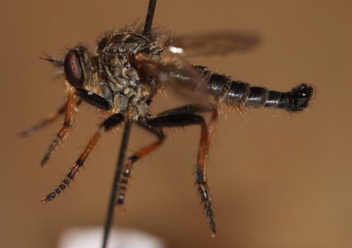 Neoitamus cothurnatus