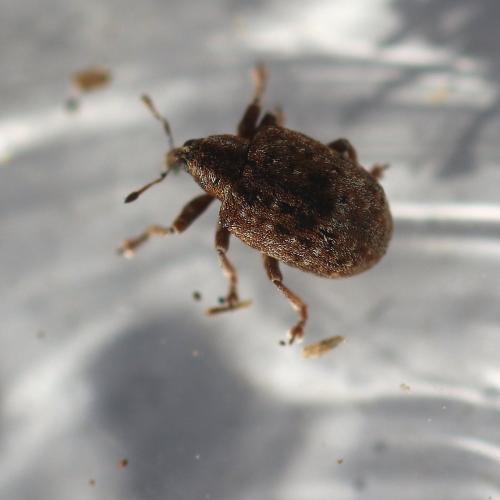 Stereonychus fraxini
