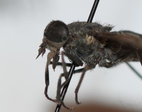 Réf. 156 227 : Tabanus rupium