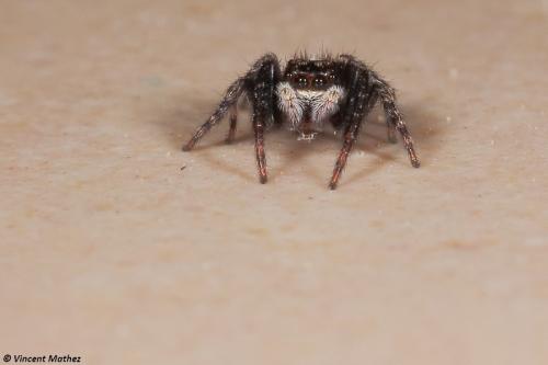 Pseudeuophrys lanigera