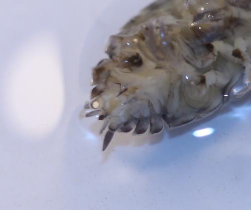 Réf. 156 450 : Trachelipus rathkii