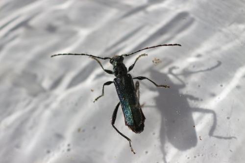 Callimus angulatus
