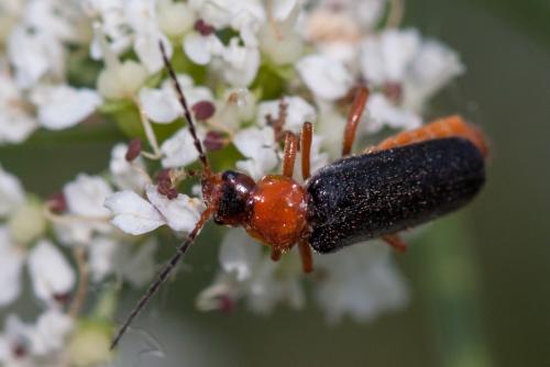 Réf. 156 406 : Cantharis sp.