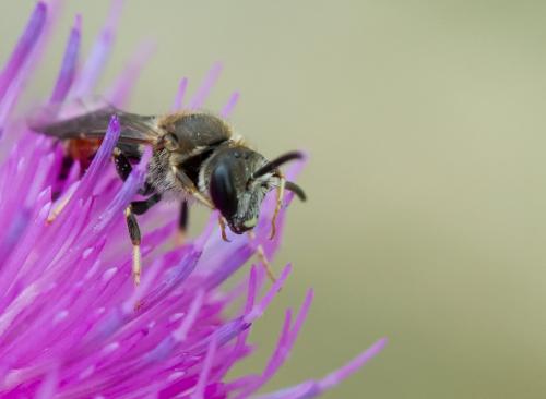 Réf. 156 500 : Lasioglossum calceatum
