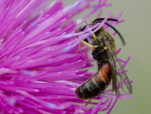 Réf. 156 501 : Lasioglossum calceatum