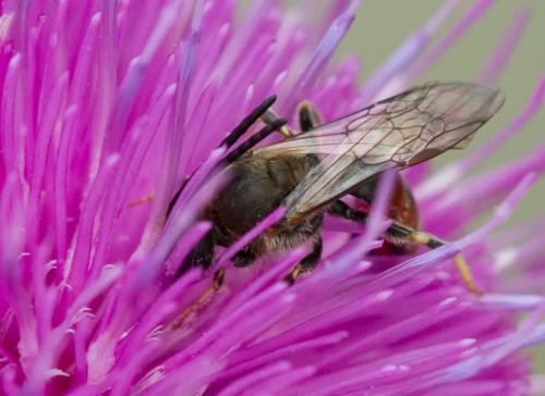 Réf. 156 498 : Lasioglossum calceatum