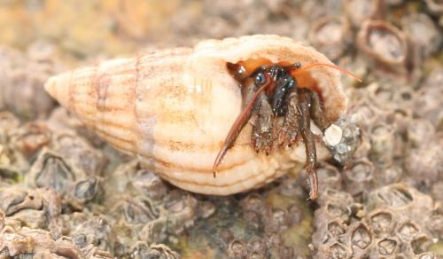 Clibanarius erythropus