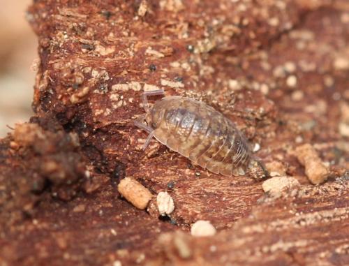 Porcellio scaber