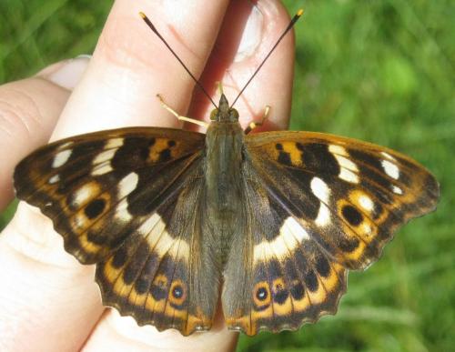 Apatura ilia