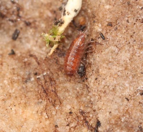 Trichoniscus sp.