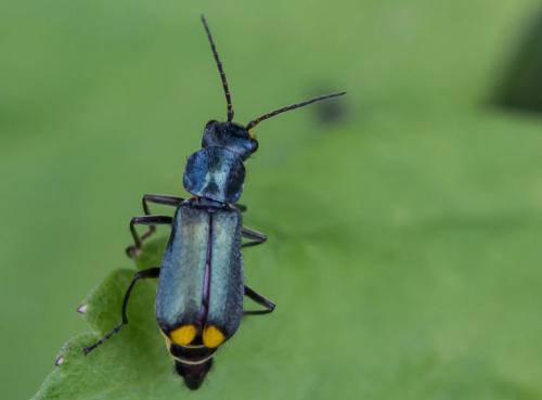 Réf. 156 731 : Clanoptilus elegans