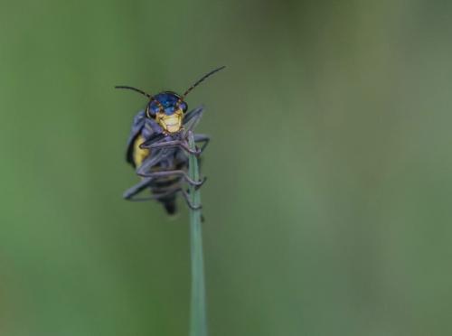Réf. 156 732 : Clanoptilus elegans