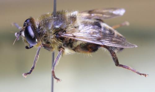 Mallota dusmeti