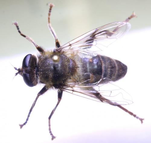 Mallota dusmeti