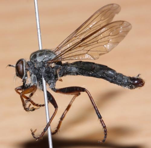 Premochtherus aquitanus