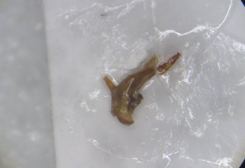 Calathus mollis