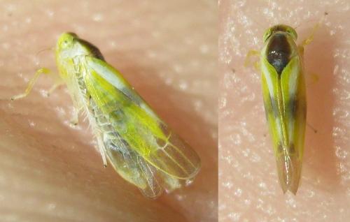 Réf. 156 324 : Alebra sp.