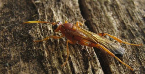 Réf. 156 439 : Lymantrichneumon disparis