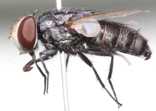 Miltogramma rutilans