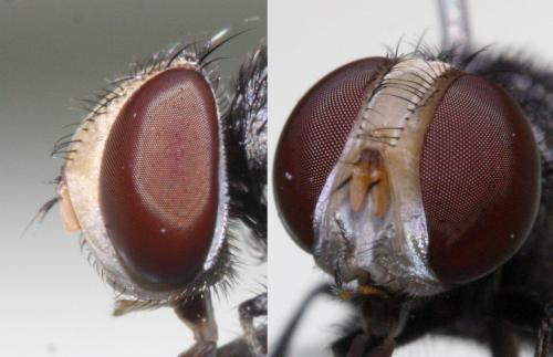 Miltogramma rutilans