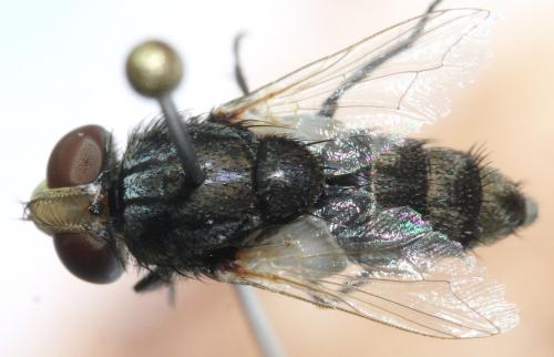 Miltogramma rutilans