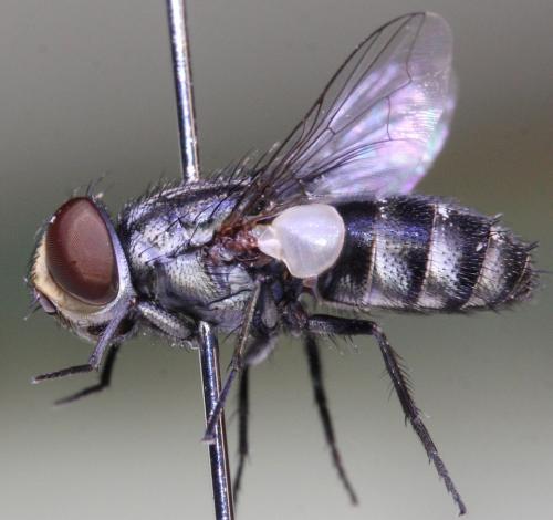 Miltogramma iberica