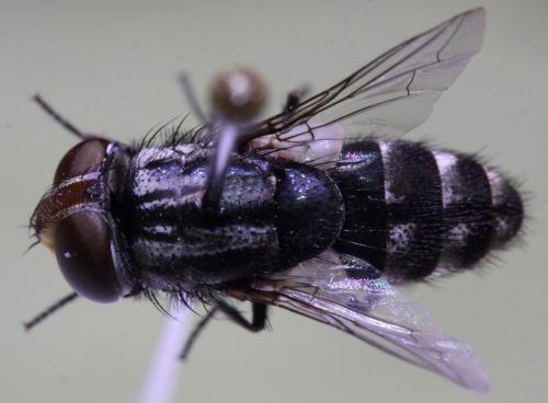 Miltogramma iberica