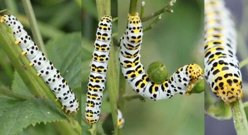 Réf. 156 383 : Cucullia scrophulariae