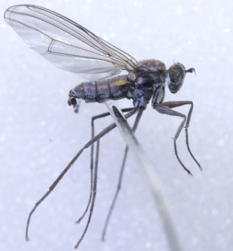 Réf. 156 399 : Hydrophorus praecox