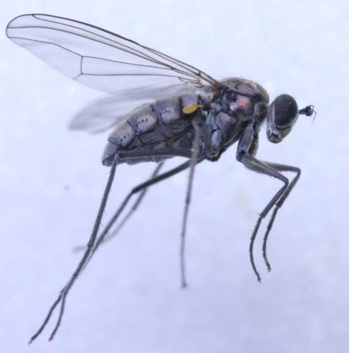 Réf. 156 400 : Hydrophorus praecox
