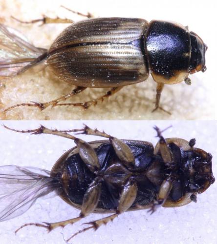 Melinopterus consputus