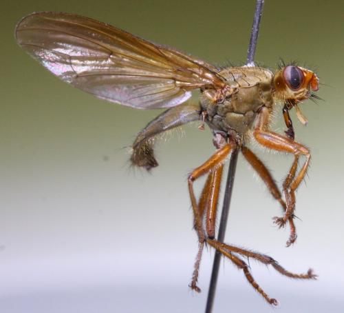 Scathophaga scybalaria