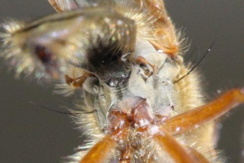 Réf. 156 398 : Scathophaga scybalaria