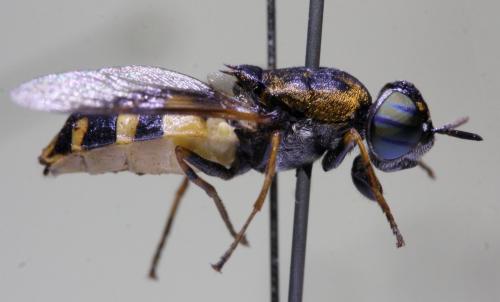 Odontomyia annulata