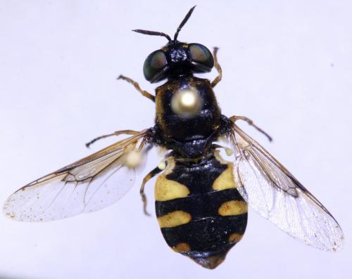 Odontomyia annulata