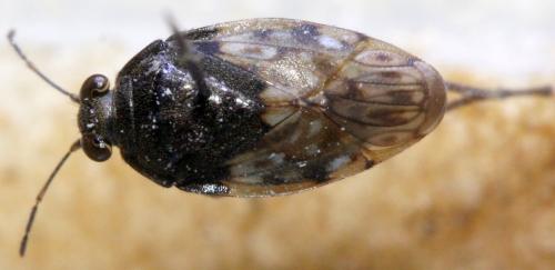 Saldula palustris